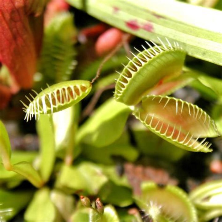 Can you kill a Venus flytrap by touching it?