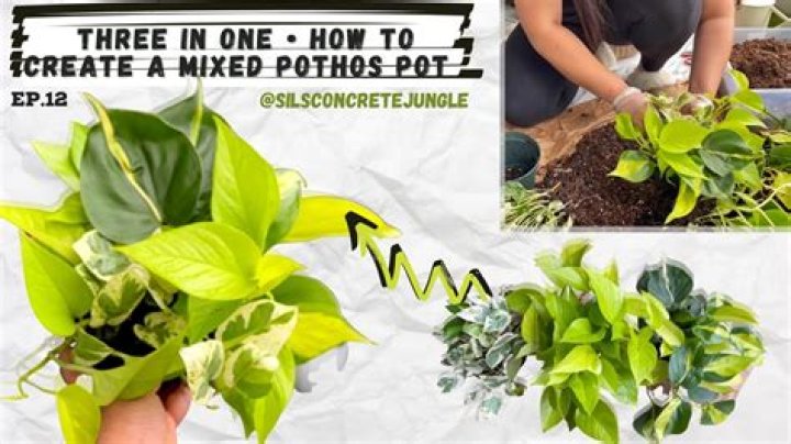 Can you mix pothos and philodendron together?