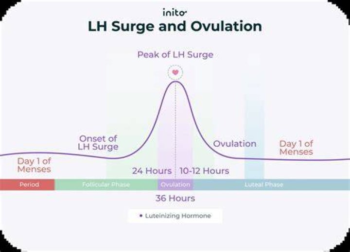 Can you ovulate 6 hours after LH surge?