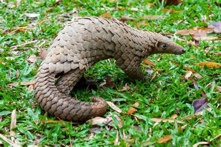 Can you own pangolins as pets?