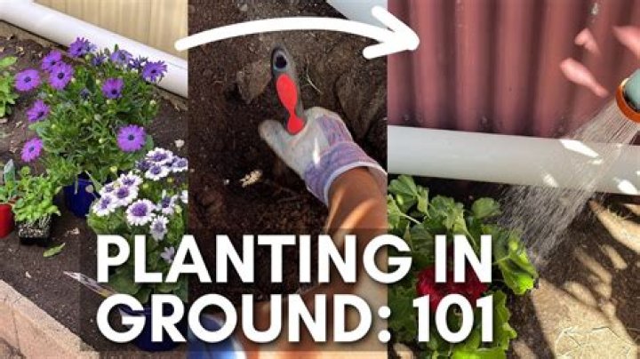 Can you plant cuttings directly in the ground?