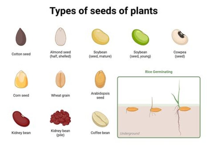 Can you plant seeds with mold on them?