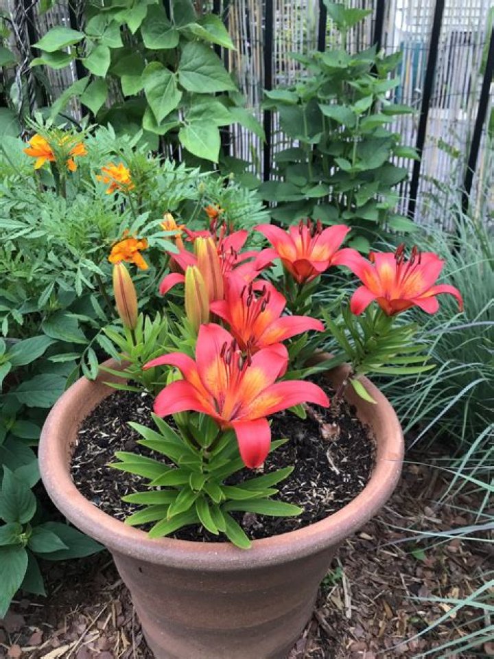 Can you plant tiger lily bulbs in the fall?