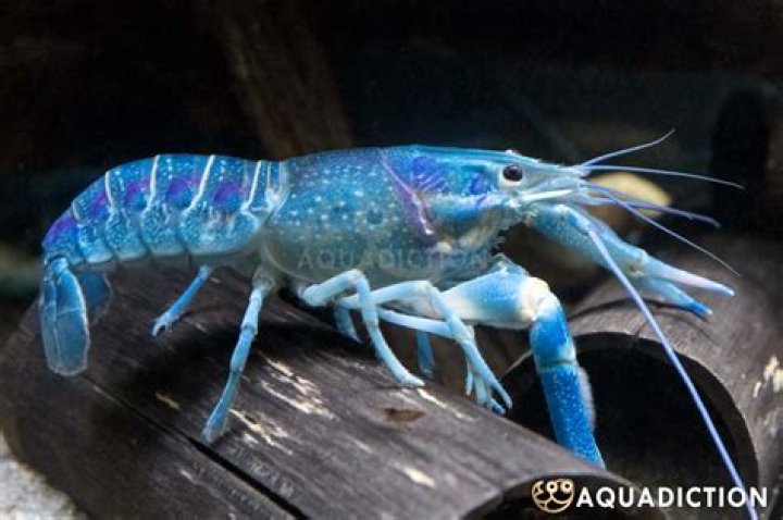 Can you put blue crayfish with cichlids?