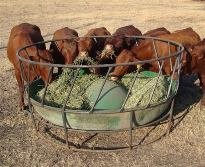 Can you put goats on a self feeder?