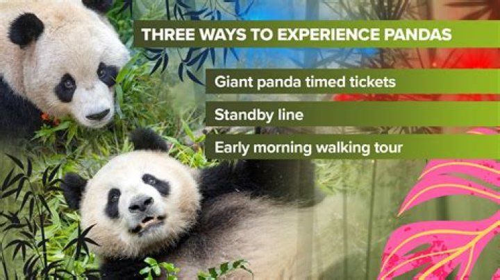 Can you see the pandas at the Memphis Zoo?