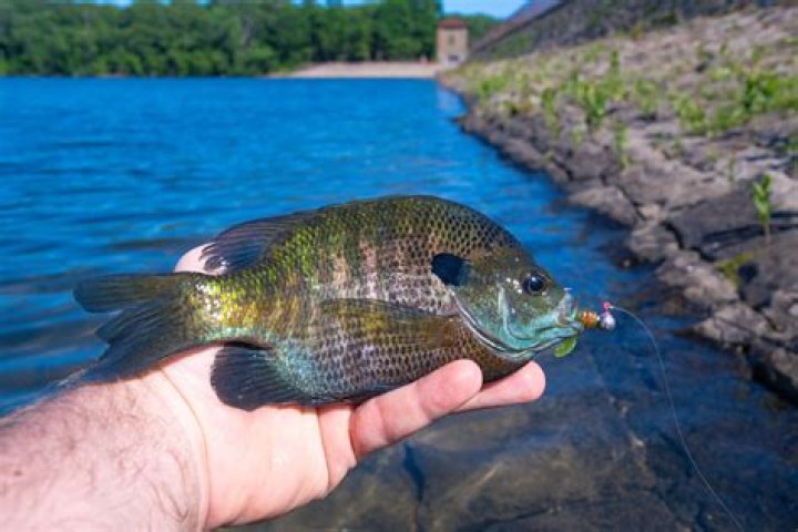Can you use bluegills as bait?