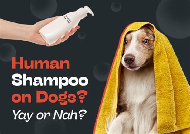 Can you use human shampoo on a horse?