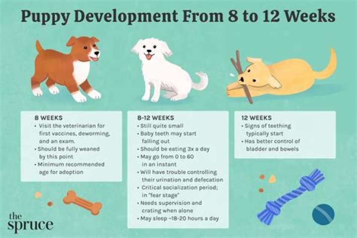 Can you walk a 12 week old puppy?