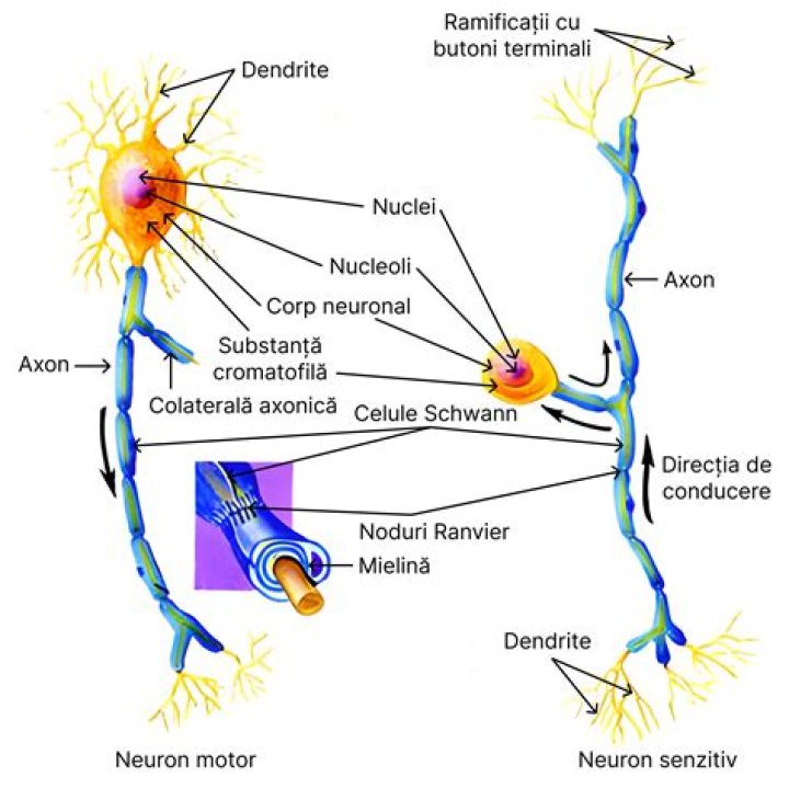 Care este structura neuronului?