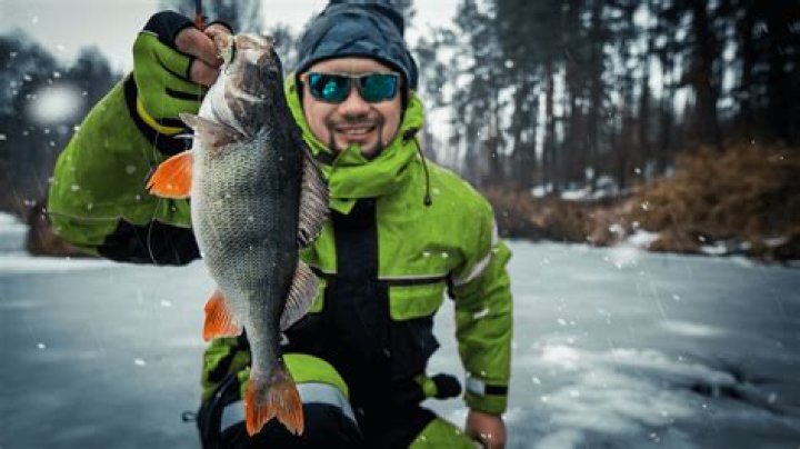 Comment pecher la perche en hiver?