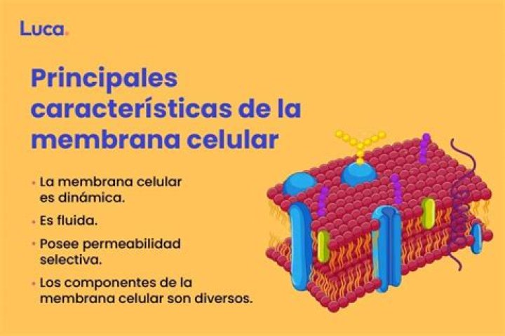 Como funciona la membrana celular?