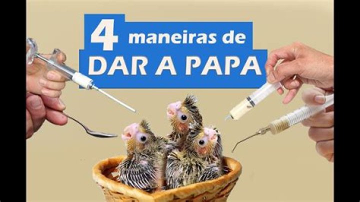Como preparar papa de ovo para calopsita?