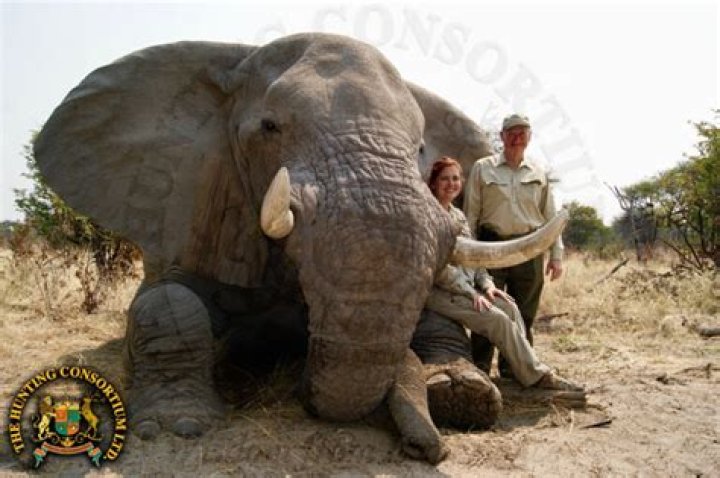Did African tribes hunt elephants?