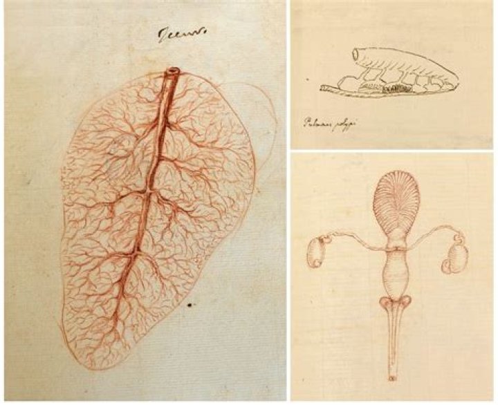 Did Marcello Malpighi discover capillaries?