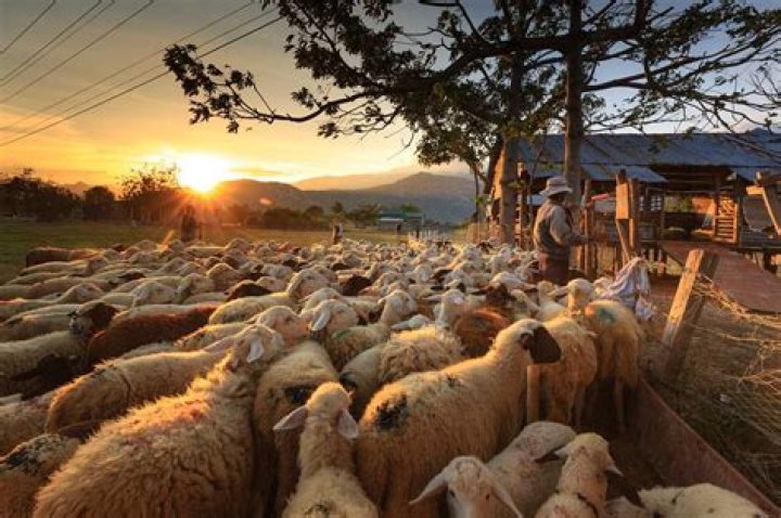 Did shepherds put oil on sheep?