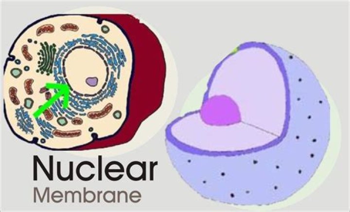 Do all living things have a nuclear membrane?