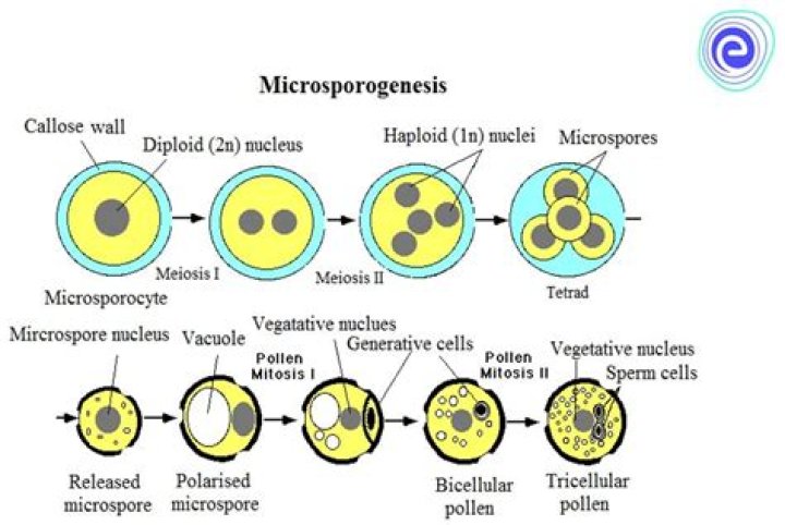 Do angiosperms go through mitosis?