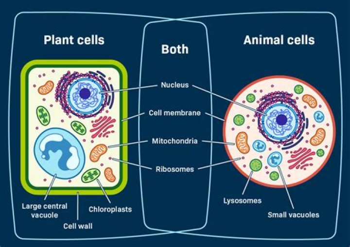 Do animals cells have a vesicle?