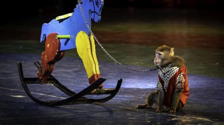 Do animals get abused at the circus?