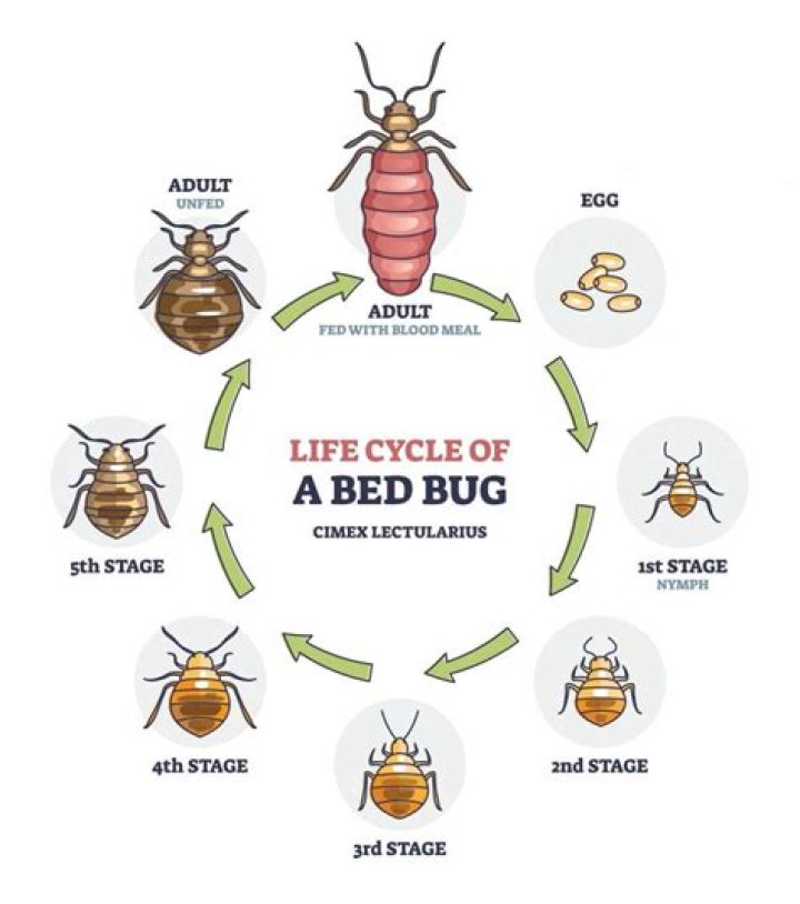 Do assassin bugs lay eggs?