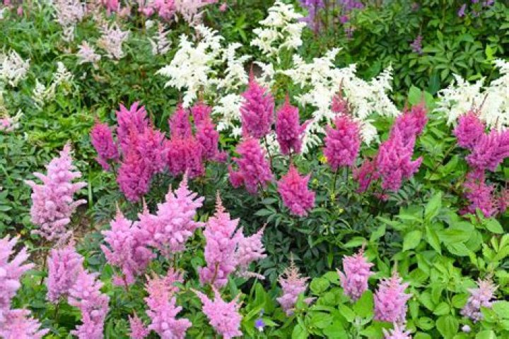 Do astilbes like sun or shade?