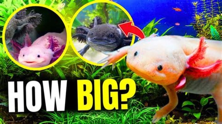 Do axolotls need vitamins?