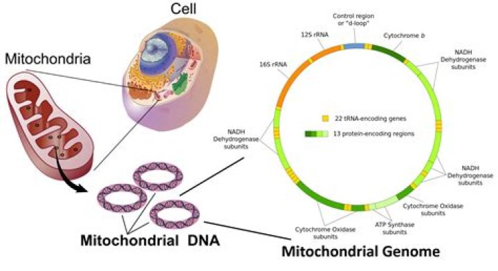 Do bacterial cells have linear DNA?