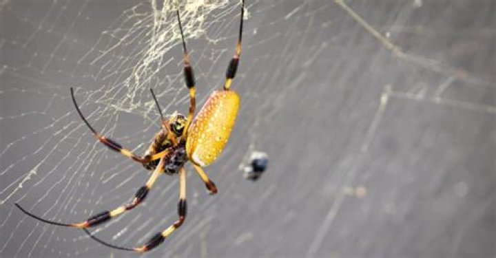 Do banana spiders eat their webs?