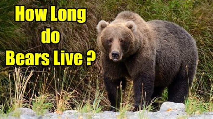 Do bears live together?