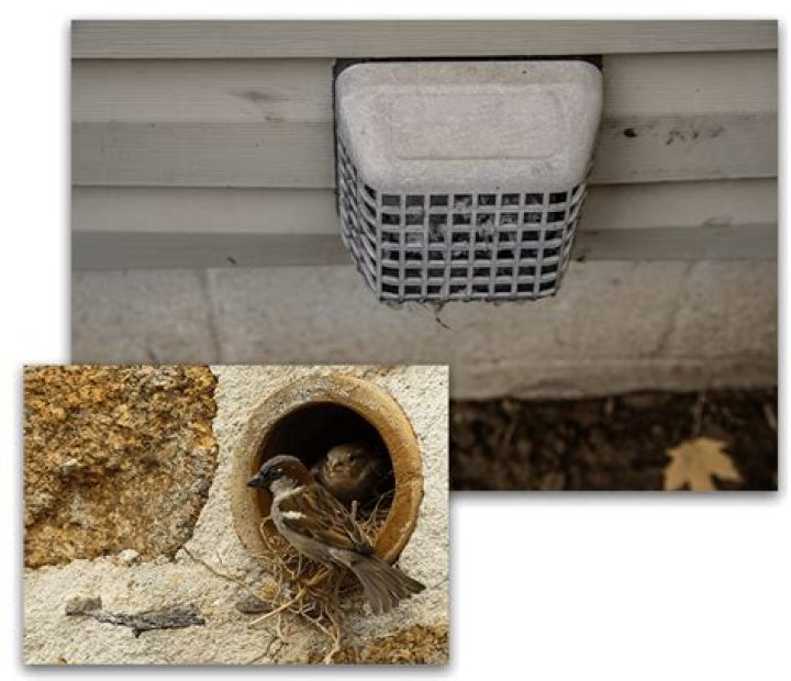 Do birds make nests in dryer vents?