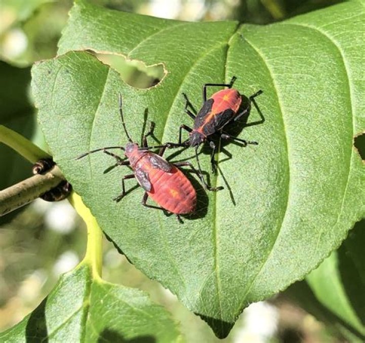 Do box elder trees attract bugs?