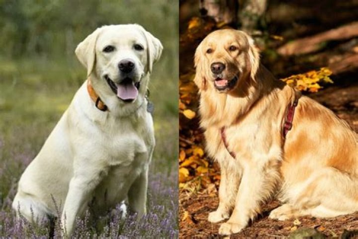 Do brittanys shed more than Labs?