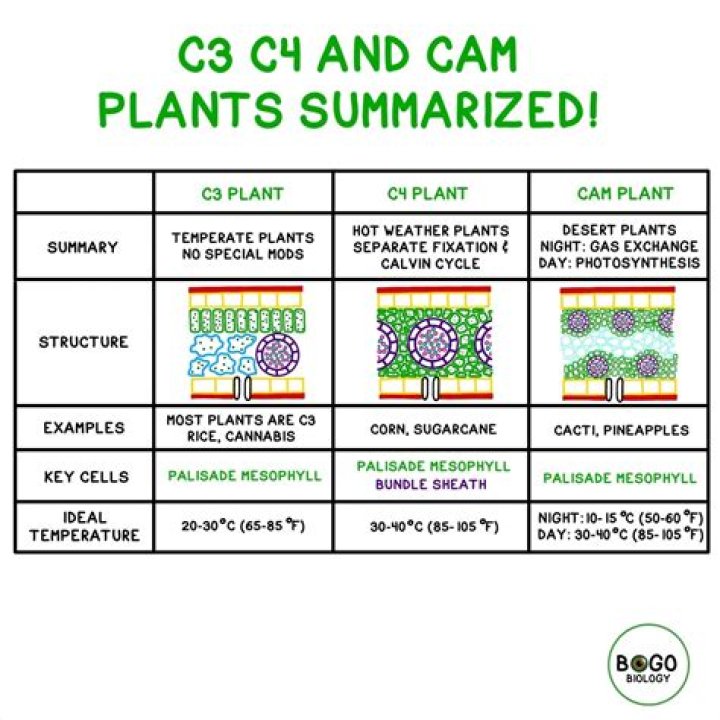 Do CAM plants use RuBisCO?