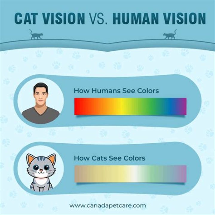 Do cats actually use CAT wheels?