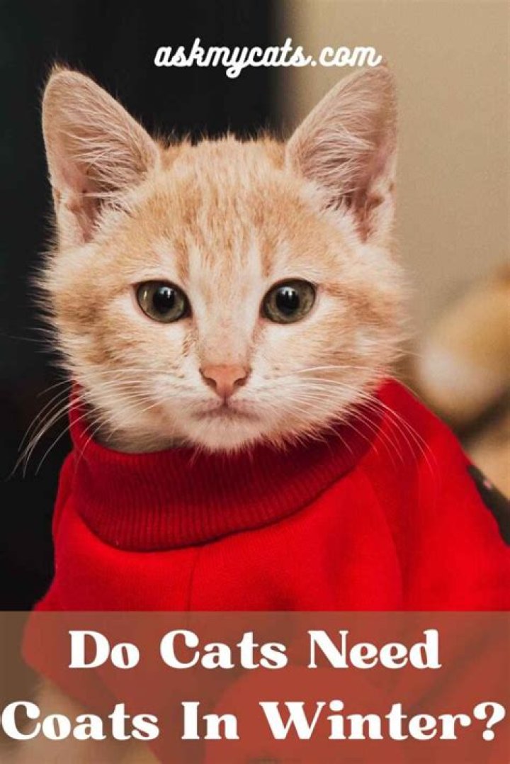 Do cats need coats in winter?