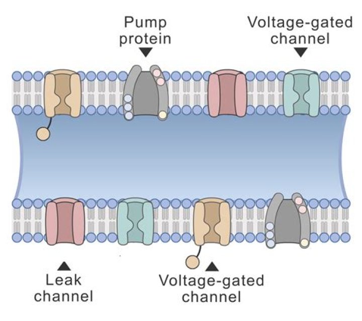 Do channel proteins and carrier proteins perform facilitated diffusion?