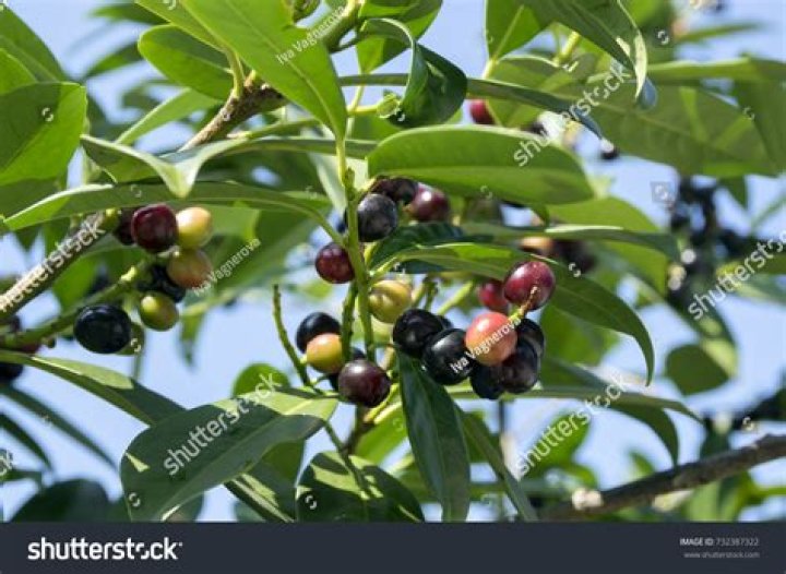 Do cherry laurels have berries?