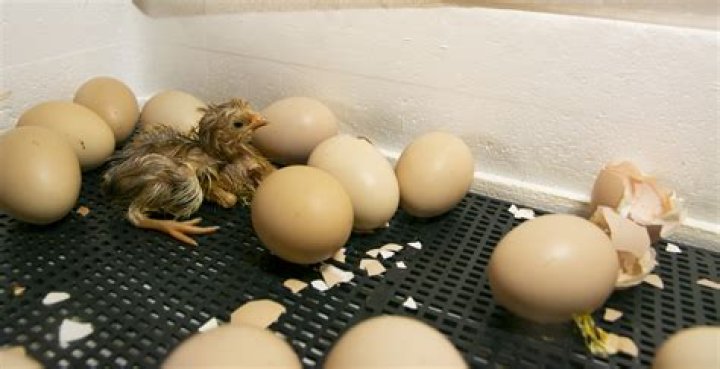 Do chicken eggs need to be rotated?