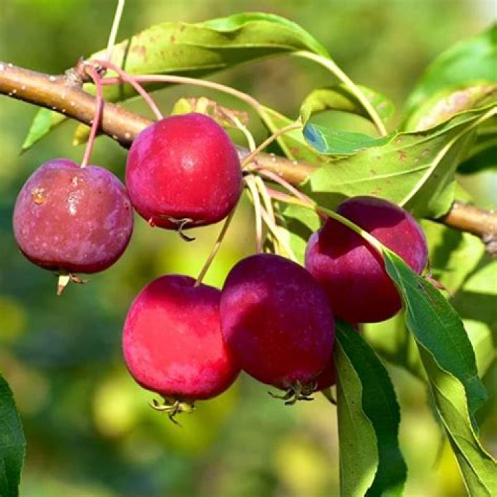 Do deer eat crabapple trees?