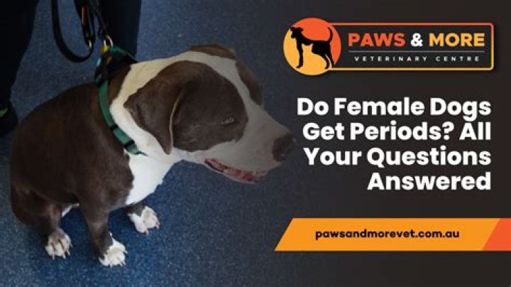 Do dogs get hot wearing clothes?