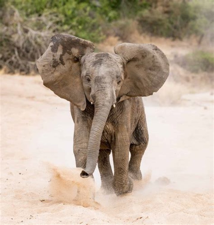 Do elephants like football?