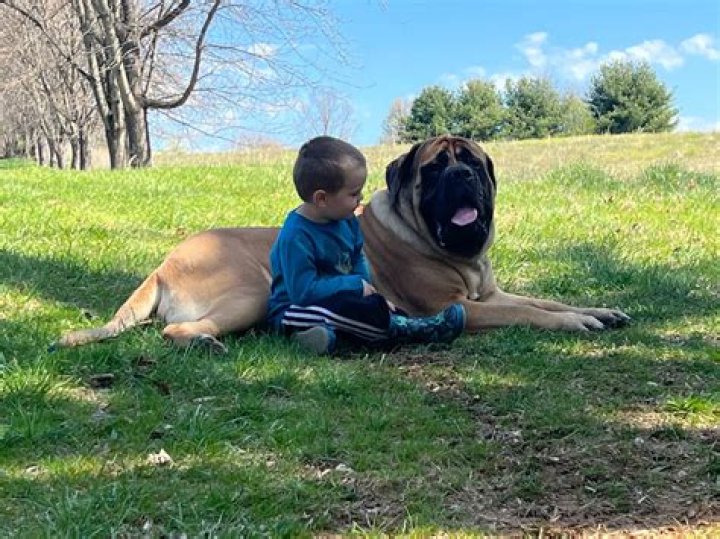 Do English Mastiffs get along with kids?