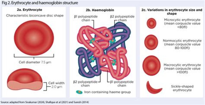 Do erythrocytes have antibacterial action?