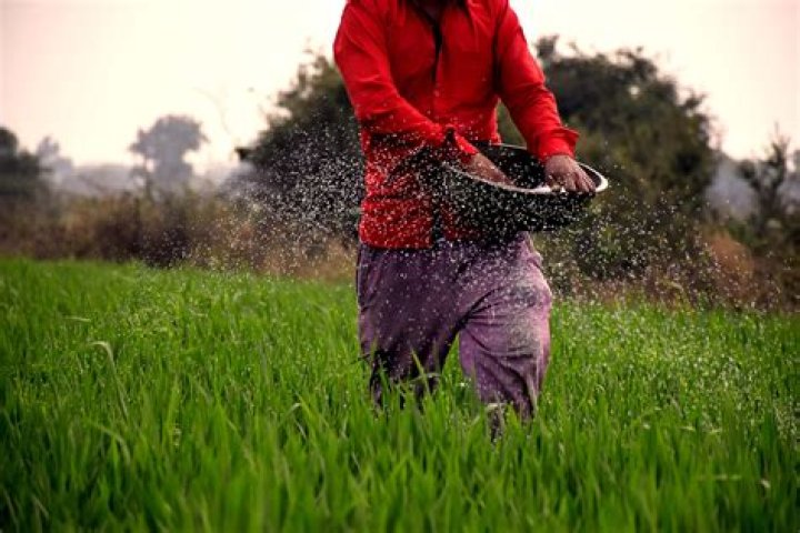 Do farmers put lime on their fields?