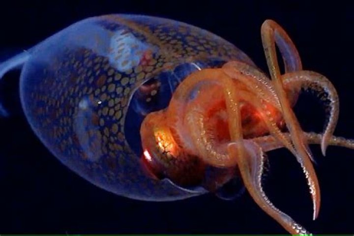Do flying squids exist?