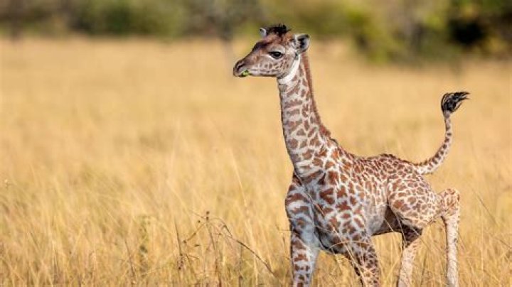 Do giraffes have herds?