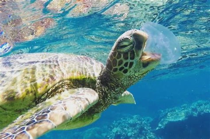 Do green sea turtles eat jellyfish?