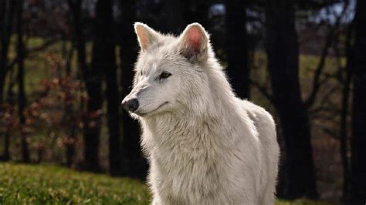 Do GREY Wolf still exist?