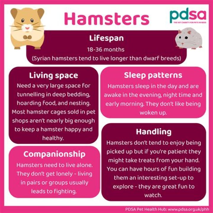 Do hamsters need their balls everyday?